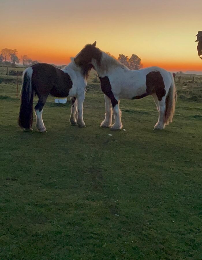 WhatsApp Image 2025-10-31 at 15.33.46_f82c0727